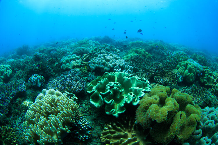世界有数のドロップオフに圧巻のサンゴ礁