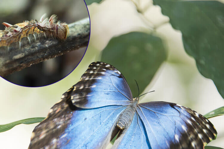 コスタリカの蝶
