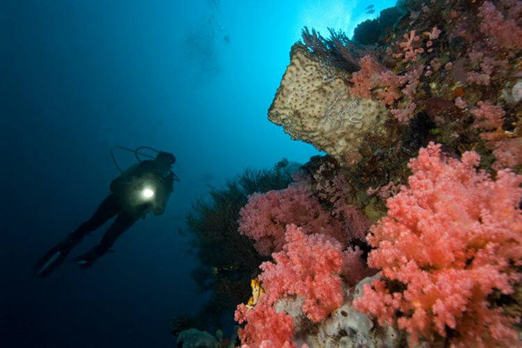 世界有数のドロップオフに圧巻のサンゴ礁